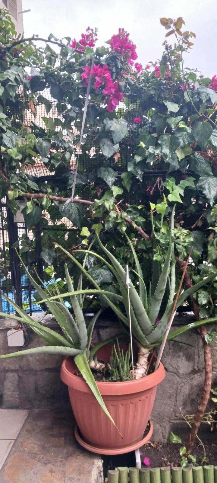 Garden'S House Διαμέρισμα Καβάλα Εξωτερικό φωτογραφία