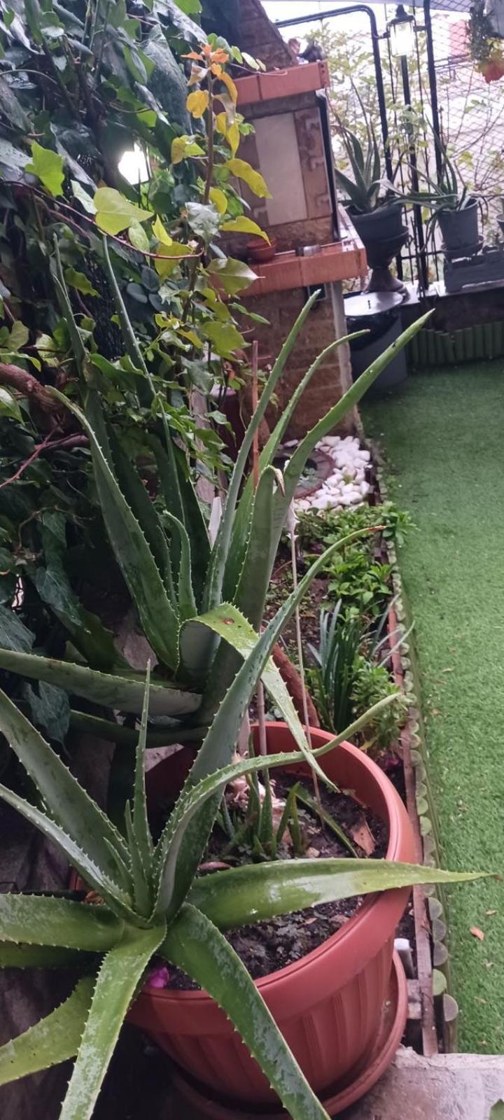 Garden'S House Διαμέρισμα Καβάλα Εξωτερικό φωτογραφία